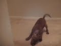PETA aka PITA
