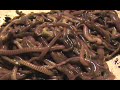 Squirm of Worms 2.wmv Squirm of Worms 2.wmv