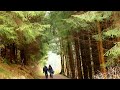 EIFEL - Im Tal der wilden Narzissen (Valley of the wild daffodils)