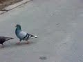 Pigeon's Benny Hill chase