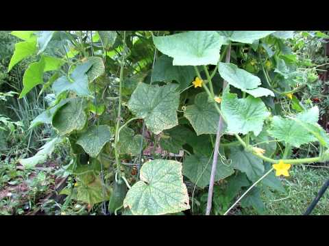 how to fertilize cucumber plants