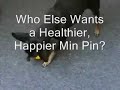 Miniature Pinscher Playing