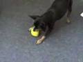 Miniature Pinscher video