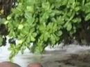 raoul et les raisin