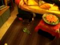 videos de Cane che palleggia