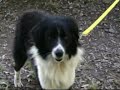 Adamo, simil Border Collie intelligentissimo
