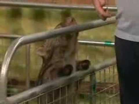 Choppers Farm Animals