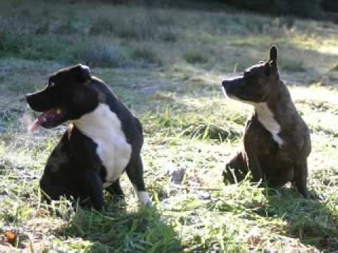 staffie