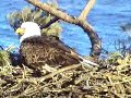 Maine Bald Eagle Laying Second Egg!