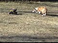 Squirt plays with truck Squirt plays with truck