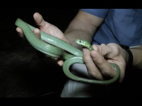 YouTube reptile video