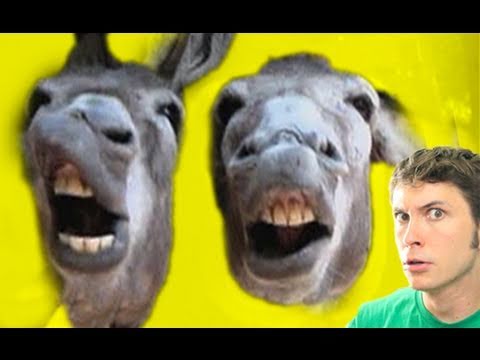on donkey