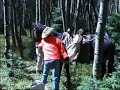 Horse Kick in the Face