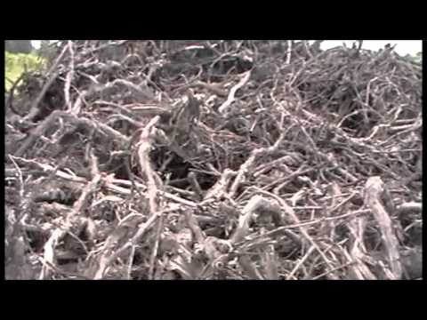 how to harvest grape vines for wreaths