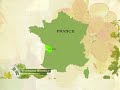 Wineaux Weekly - Cognac Part 1 & Ugni Blanc Wineaux Weekly - Cognac Part 1 & Ugni Blanc