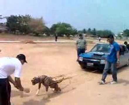 PITBULL MARACAIBO #2 MAX POWER