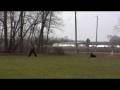 videos de German Shepherd Zeus - Boot Camp Training Graduate