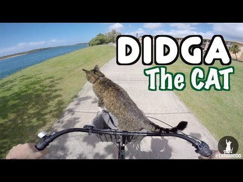 As aventuras radicais de Didga, o gato ciclista