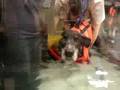 Sydney goes swimming