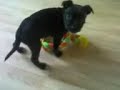 Rags at 7 weeks old