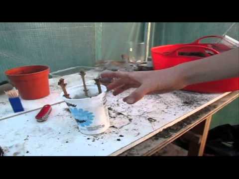 how to transplant dragon fruit