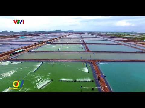 Thúc đẩy tiêu thụ thủy sản nội địa để cân bằng phát triển