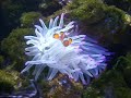 Aquario marinho!!! 