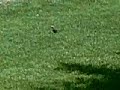 Baby bird tries to fly