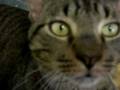 videos de kitty on the bathroom floor