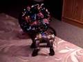 AIBO - Dingo's 1st Birthday