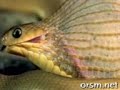 ثعبان يبتلع بيضة كبيرة ثم يعيد قشرها مشهد رائع snake eats big egg