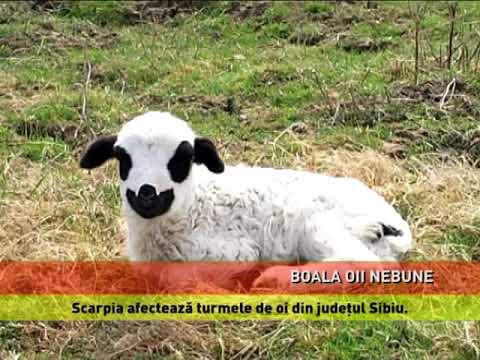 Boala oii nebune decimează turmele de mioare din România
