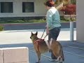 TTouch Groundwork with Belgian Malinois
