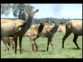 In case of animal health crisis, the Quebec livestock identification and traceability system allows: - A faster response time to adequately protect the health of animals and people; - A reduction of negative economic impacts on the Quebec biofood industry. From the farm to the slaughterhouse, this system improves the monitoring of animal movements. It facilitates animal health watching and implementation of emergency measures. This video was made by the ministère de l'Agriculture, des Pêcheries et de l'Alimentation du Québec (MAPAQ),in collaboration with Agri-TraçabilitéQuébec( ATQ), in 2010-2011. For more information, please go to the Agri-Traçabilité Québec website at www.agri-tracabilite.qc.ca