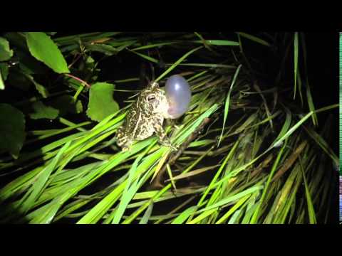 Great Plains Toad calling.