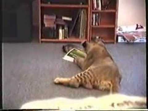 lion and ferret playing