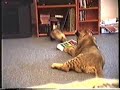  ferret lion play friendship sex
