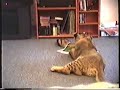 lion and ferret playing lion and ferret playing
