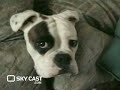 http://www.skycast.com/promotions/59/Isn't the SkyCast.com ScrunchiePuss Dog cute! Do you have the purrfect kitten that makes ev http://www.skycast.com/promotions/59/Isn't the SkyCast.com ScrunchiePuss Dog cute! Do you have the purrfect kitten that makes everyone go aww?! If so, your pet could be famous on SkyCast.com. SkyCast are looking for your cute and cuddly creature clips so upload them on SkyCast.com and your video could be appearing in our clips of the week. Terms and Conditions apply. Visit SkyCast.com for more details.