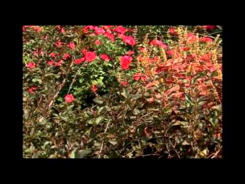 how to fertilize drift roses