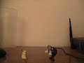 pikachu vs venasaur
