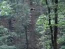 Manny on zipline