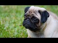 Dexter the pug. Donnymoor Playing with Fire