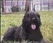 Boyero de Flandes video