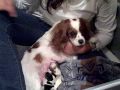Lucy and her puppies birthday party November 19th 2009.wmv