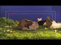 Rabbit Commercial Outtakes(???CM?NG?) Rabbit Commercial Outtakes(???CM?NG?)