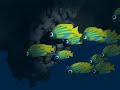 Tropical Fish Character