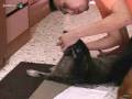 Lulu taking Syn-Flex Glucosamine (1st dose)