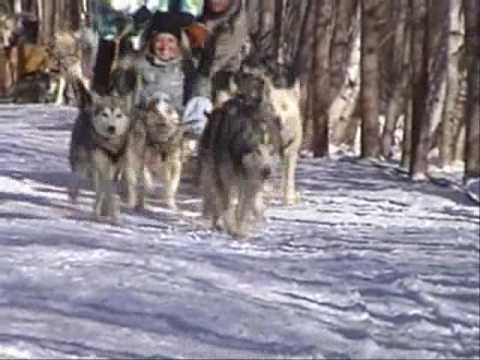 Video 920 - Traîneau à chiens - Chenil la Poursuite - Saint-Nicolas - Lévis - Chaudière-Appalaches