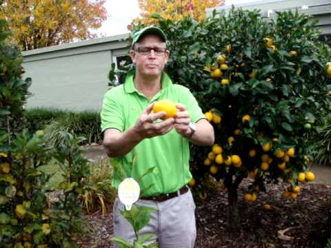 Kevin the Lemon